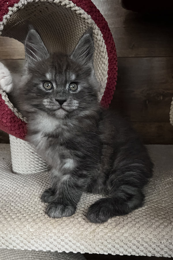 Rafik | Maine Coon Kitten
