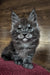 Rafik | Maine Coon Kitten