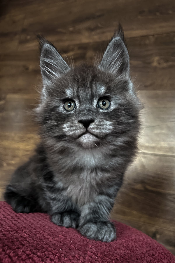 Rafik | Maine Coon Kitten