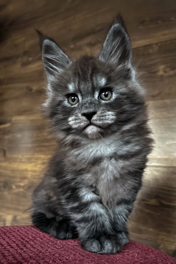 Rafik | Maine Coon Kitten