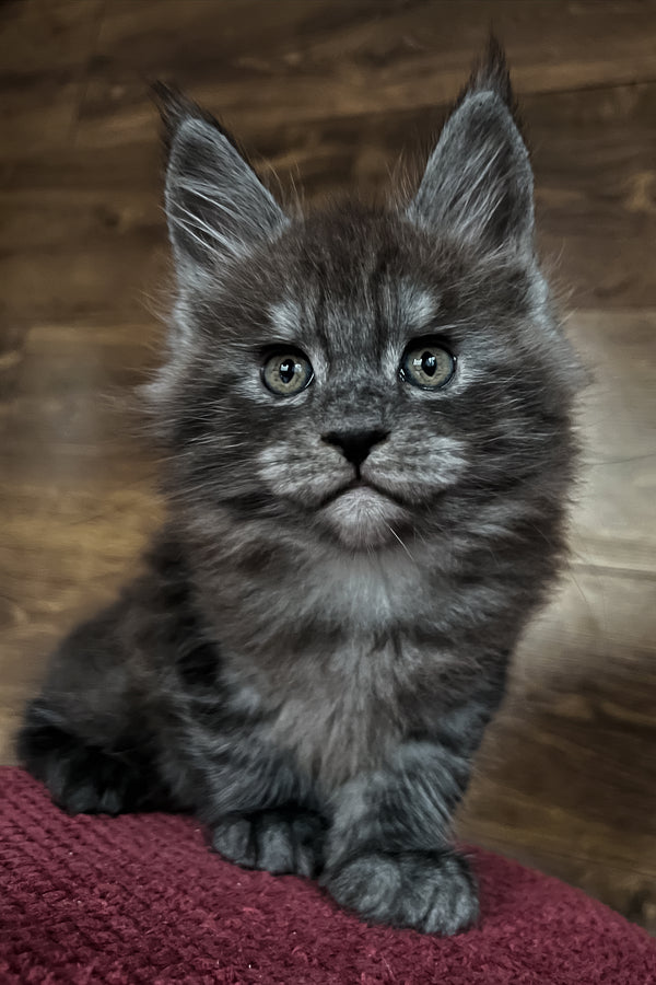 Rafik | Maine Coon Kitten