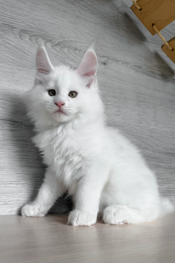 Khariton | Maine Coon Kitten