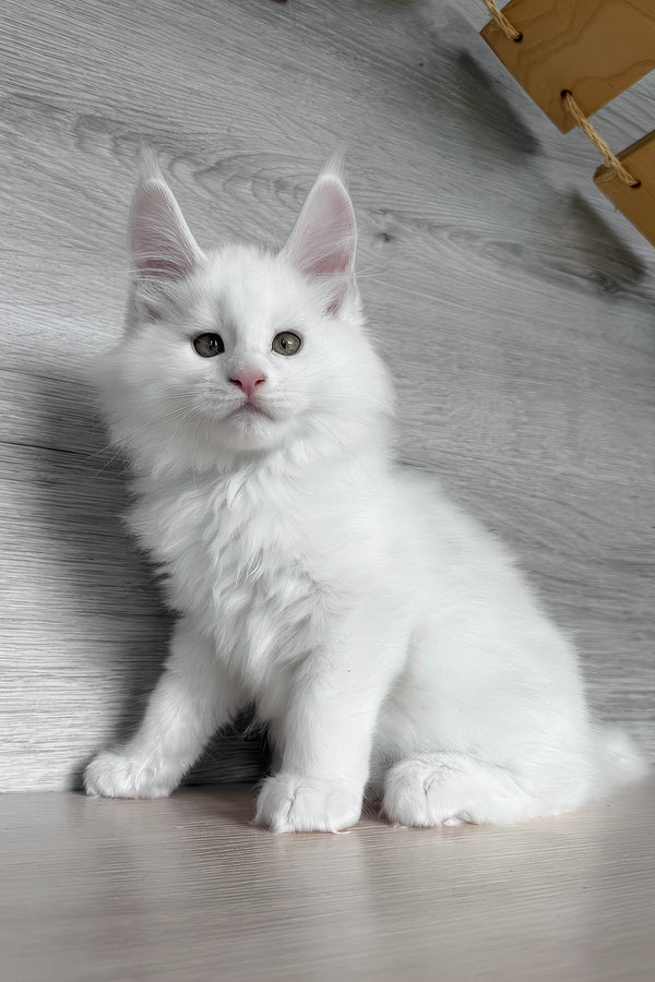 Khariton | Maine Coon Kitten