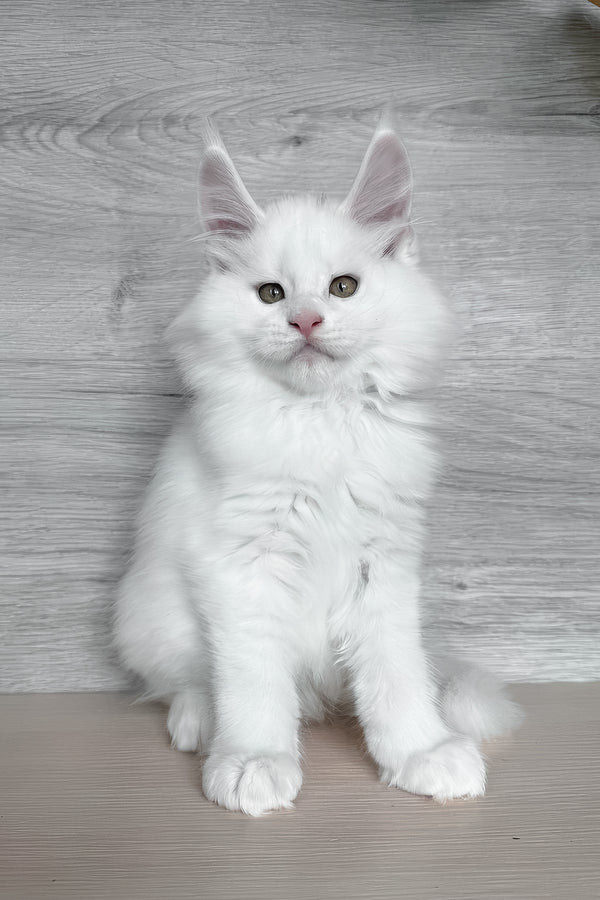 Khariton | Maine Coon Kitten