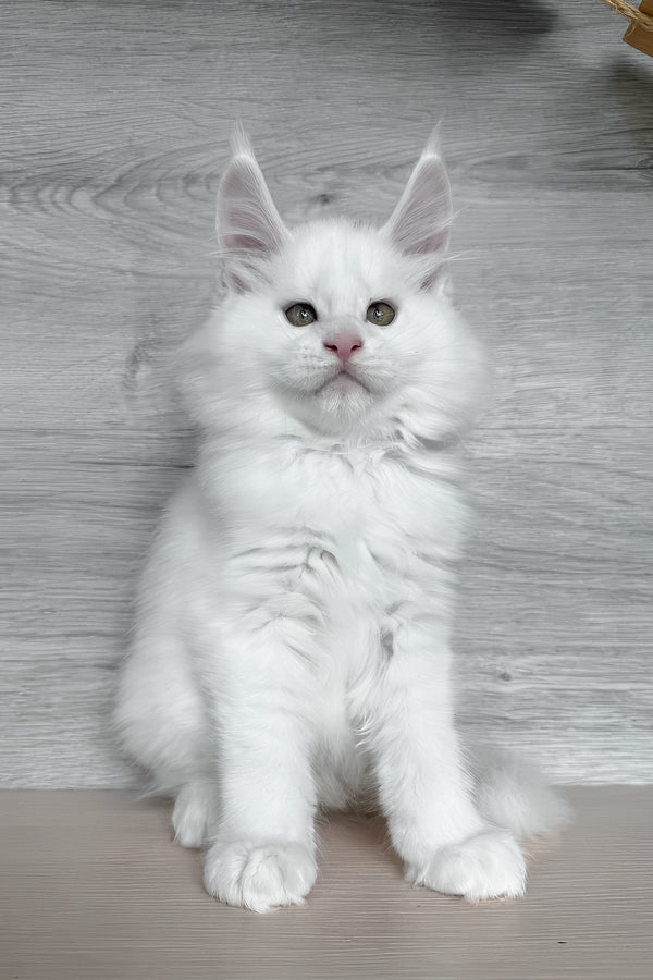 Khariton | Maine Coon Kitten