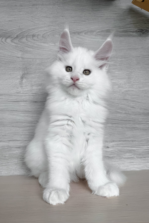 Khariton | Maine Coon Kitten