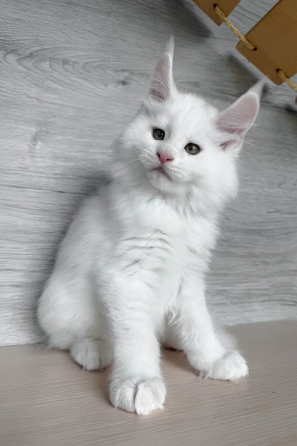 Khariton | Maine Coon Kitten