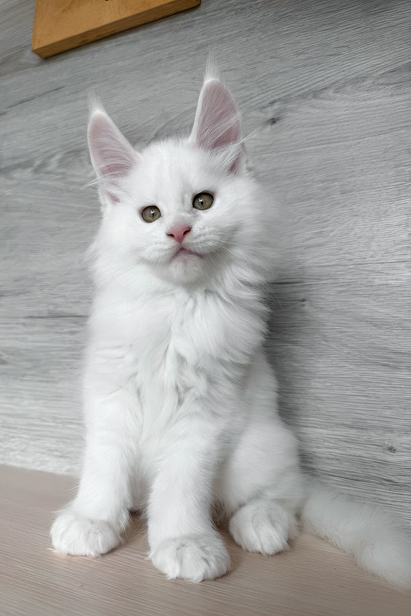 Khariton | Maine Coon Kitten