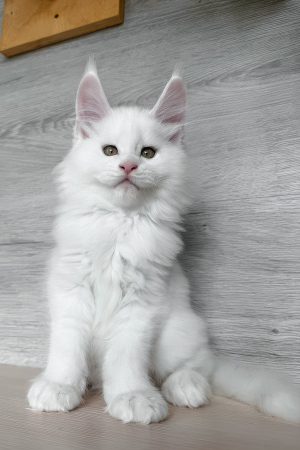 Khariton | Maine Coon Kitten
