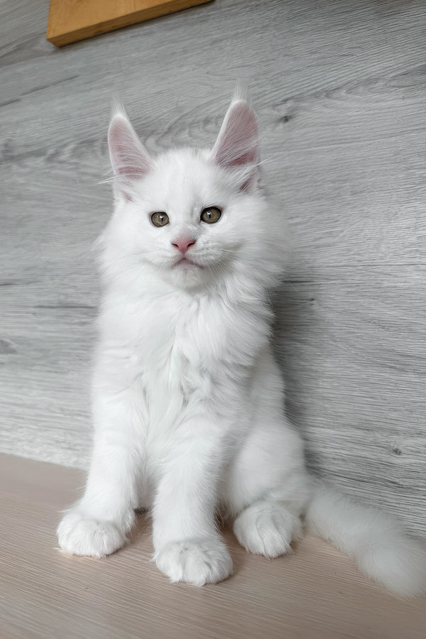 Khariton | Maine Coon Kitten