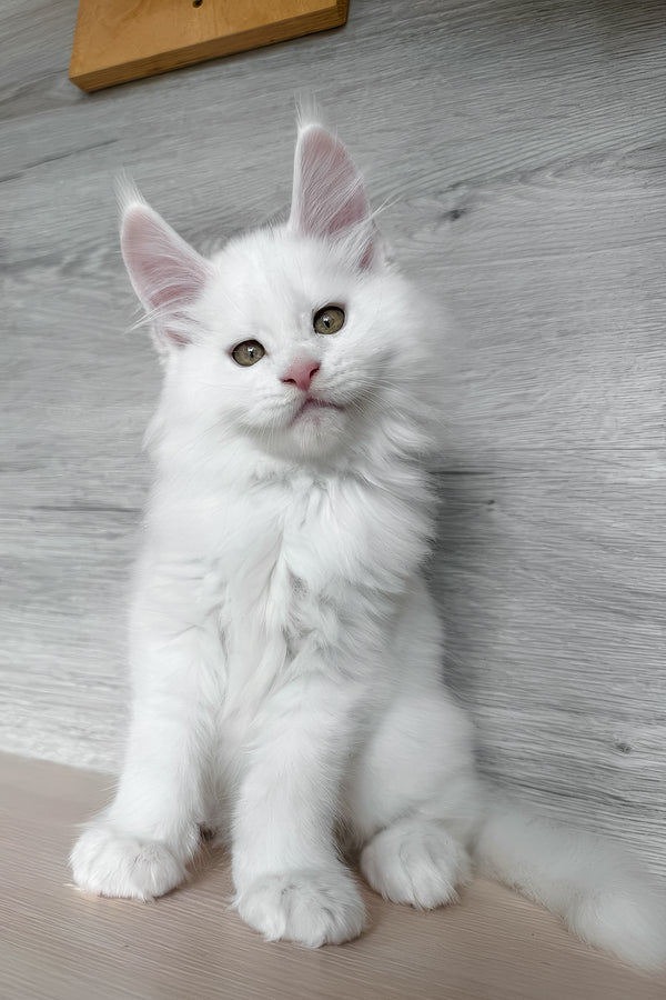 Khariton | Maine Coon Kitten