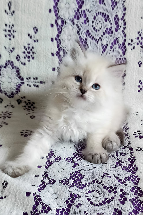 Larion | Siberian Kitten