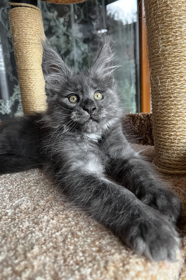 Prince | Maine Coon Kitten