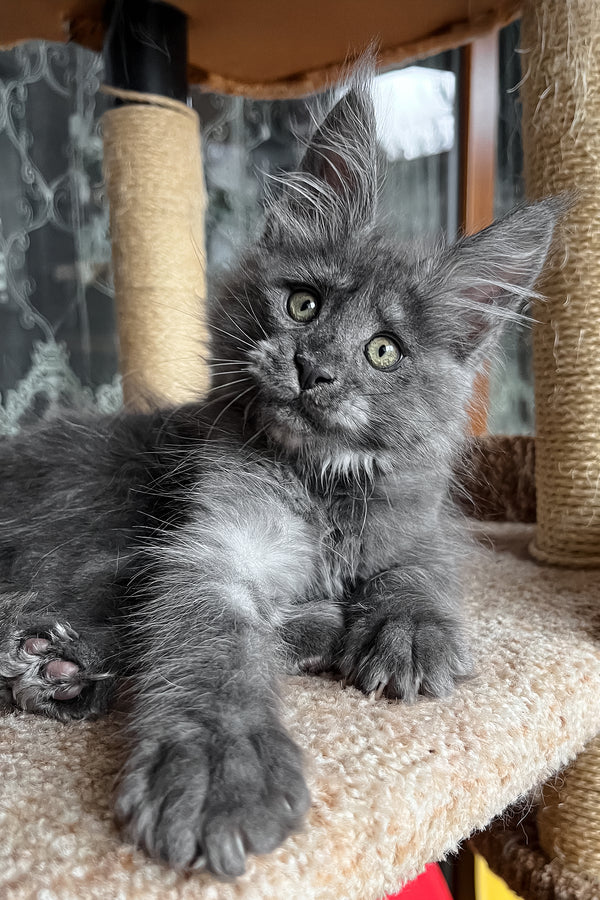 Prince | Maine Coon Kitten