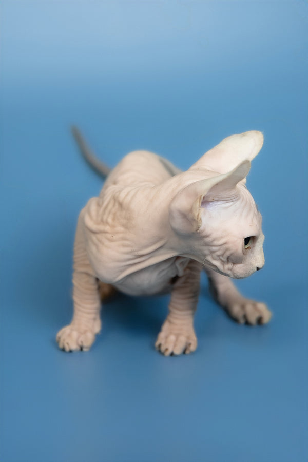 Elf | Canadian Sphynx Kitten