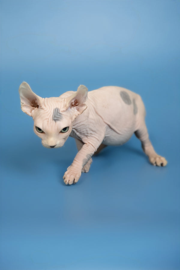 Elf | Canadian Sphynx Kitten