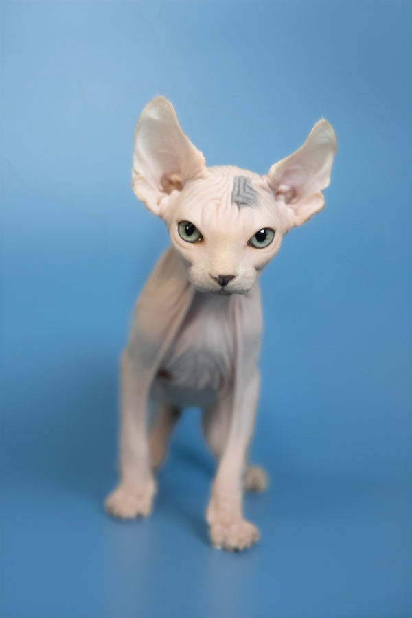 Elf | Canadian Sphynx Kitten