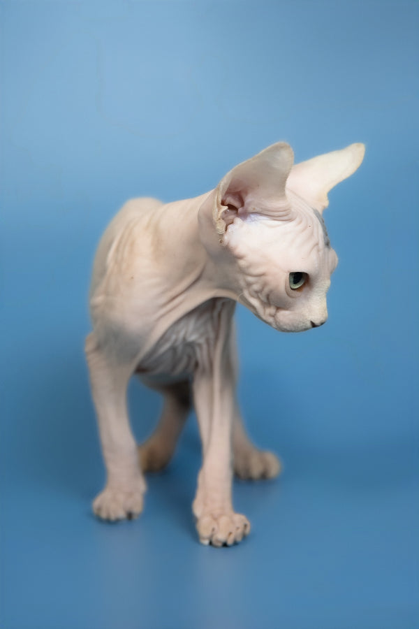 Elf | Canadian Sphynx Kitten