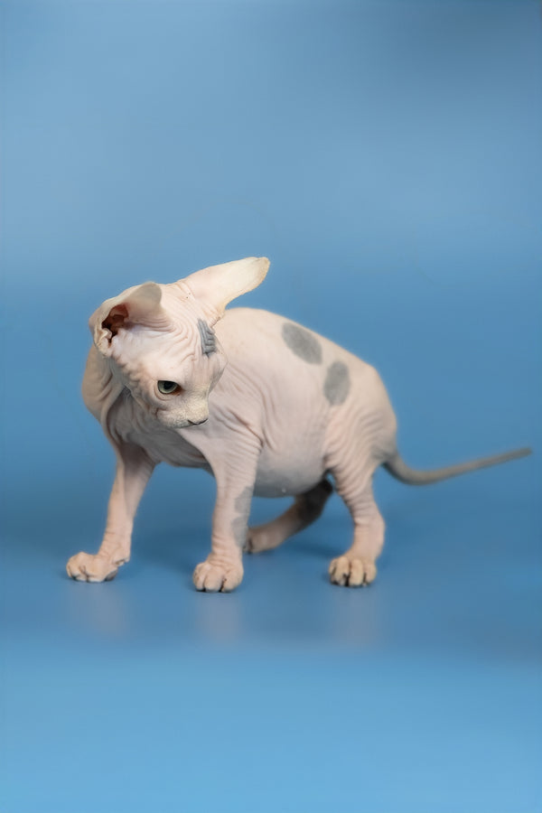 Elf | Canadian Sphynx Kitten