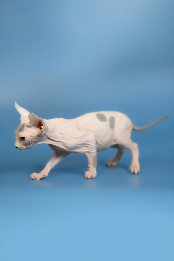 Elf | Canadian Sphynx Kitten