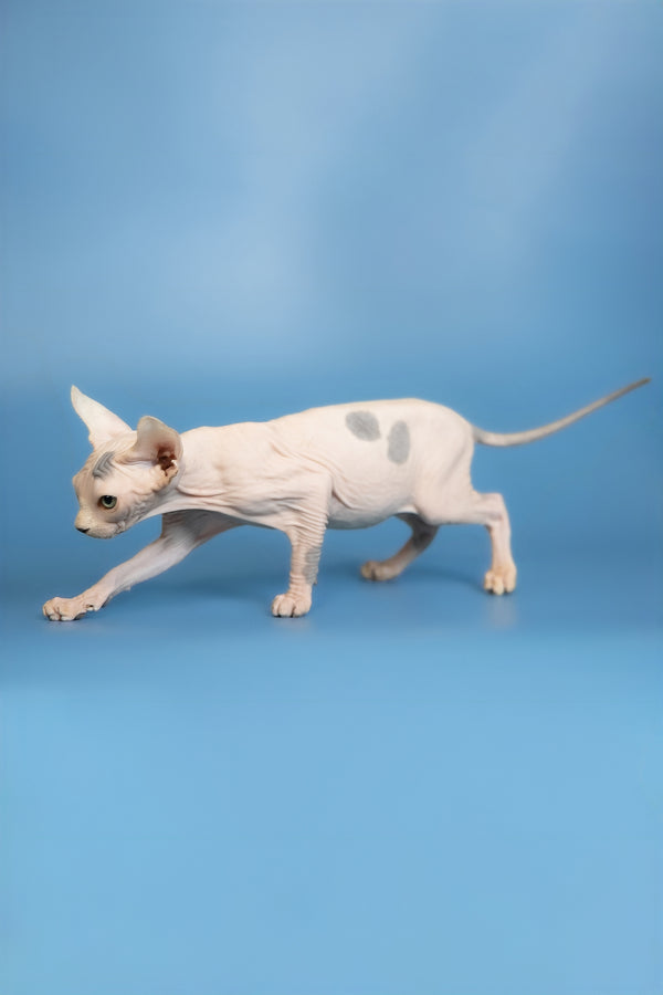 Elf | Canadian Sphynx Kitten