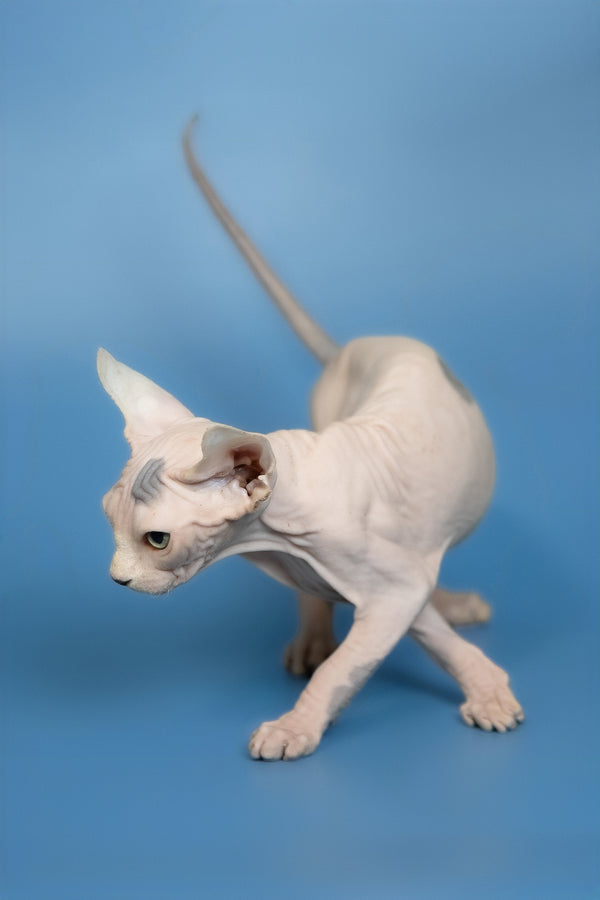 Elf | Canadian Sphynx Kitten