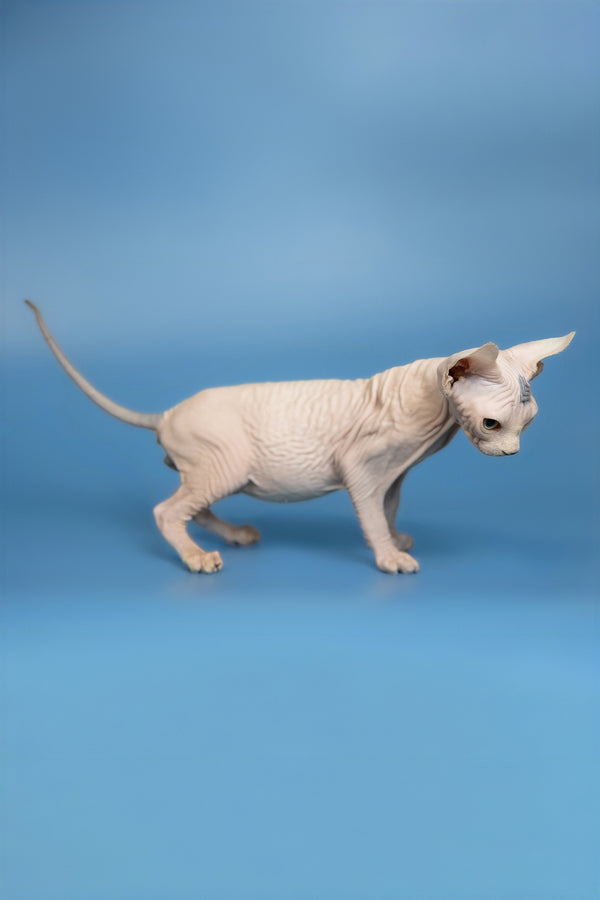 Elf | Canadian Sphynx Kitten