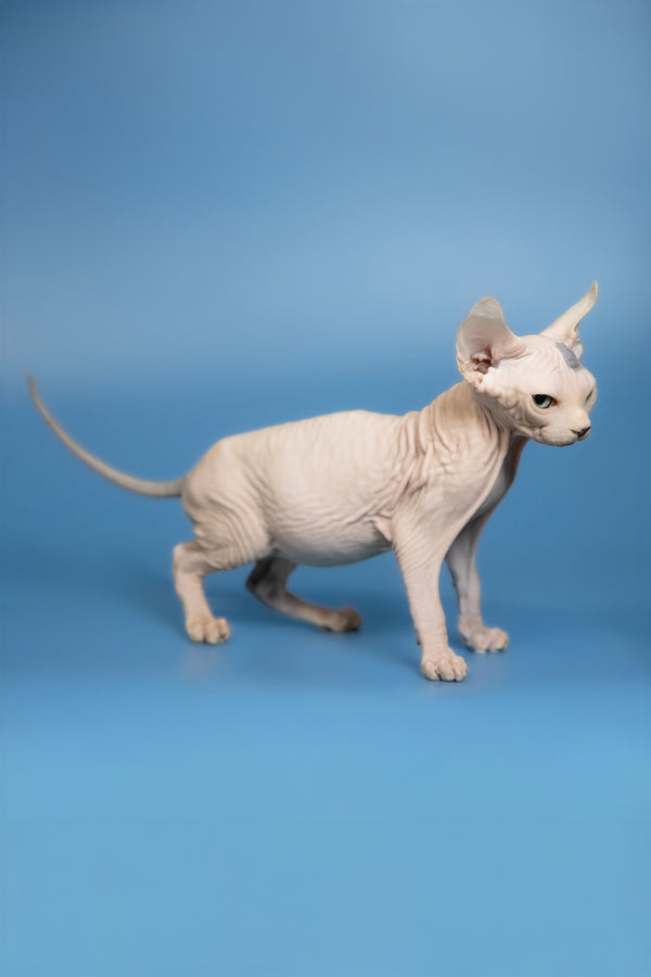 Elf | Canadian Sphynx Kitten