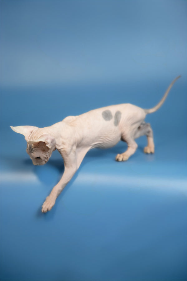 Elf | Canadian Sphynx Kitten