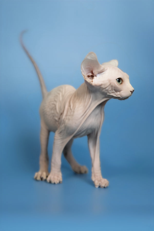 Elf | Canadian Sphynx Kitten