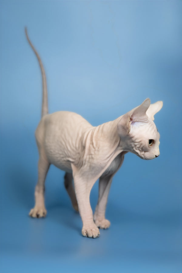 Elf | Canadian Sphynx Kitten