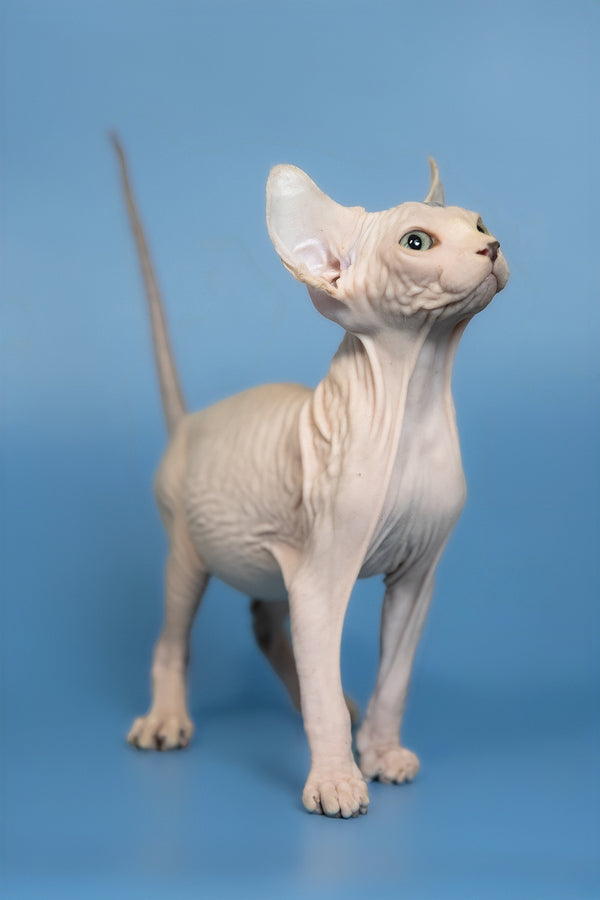 Elf | Canadian Sphynx Kitten