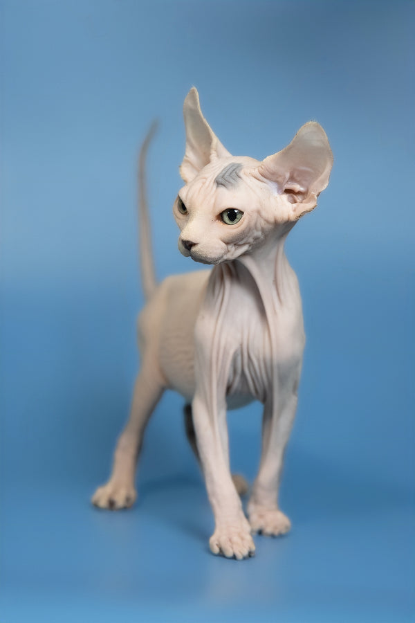 Elf | Canadian Sphynx Kitten