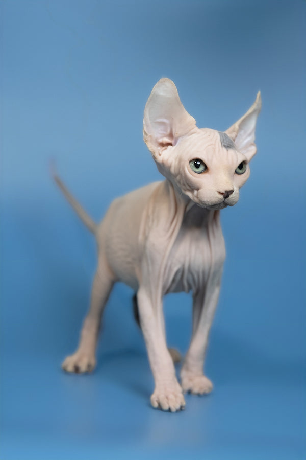 Elf | Canadian Sphynx Kitten
