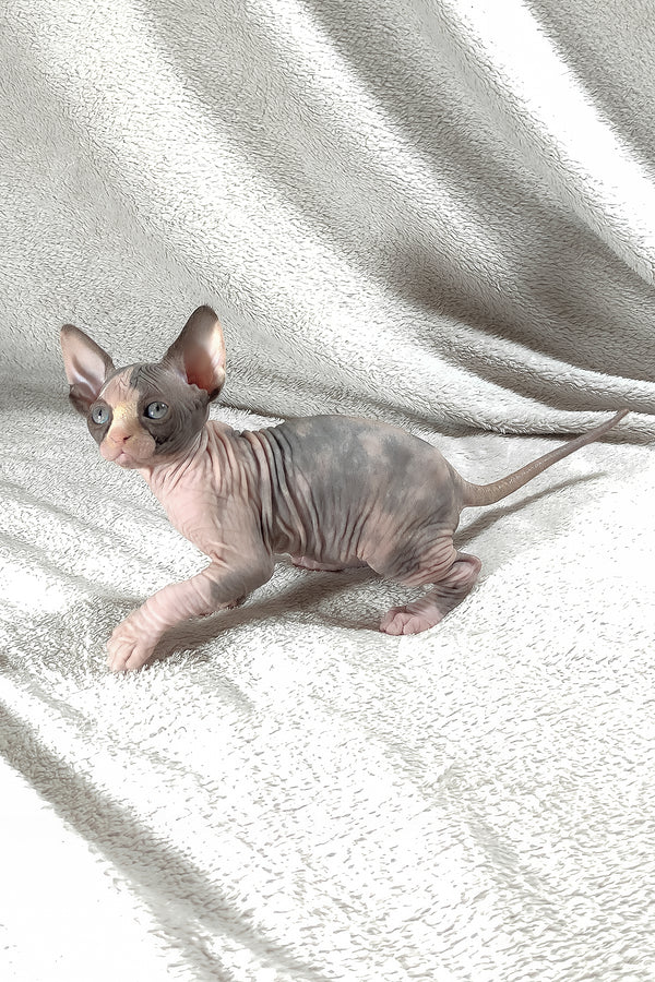 Athena | Canadian Sphynx Kitten