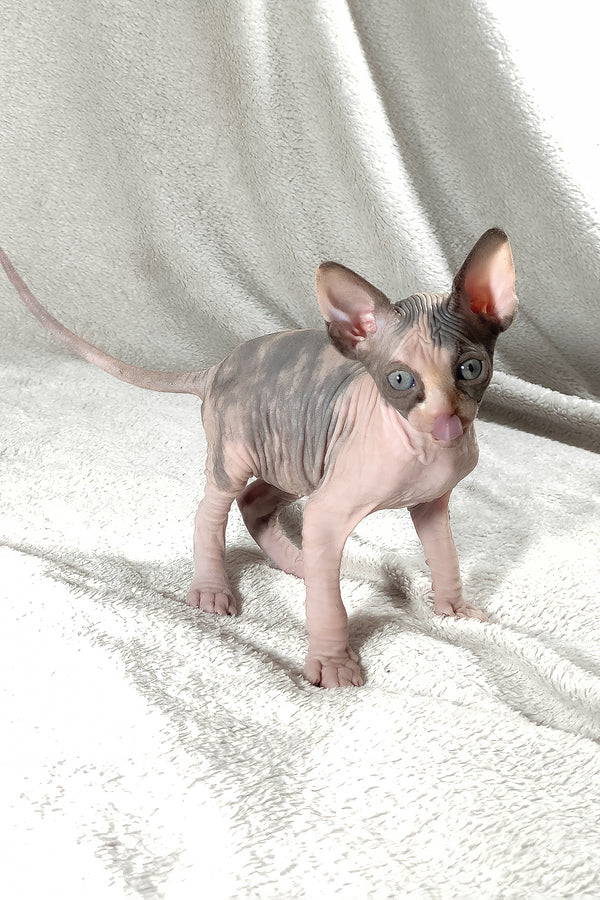 Athena | Canadian Sphynx Kitten
