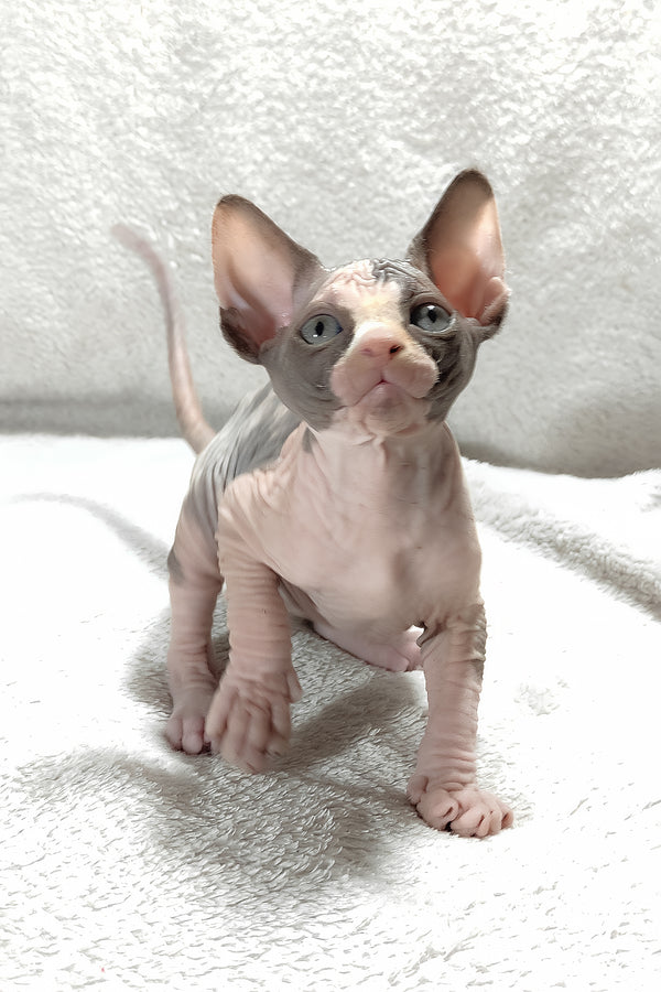 Athena | Canadian Sphynx Kitten