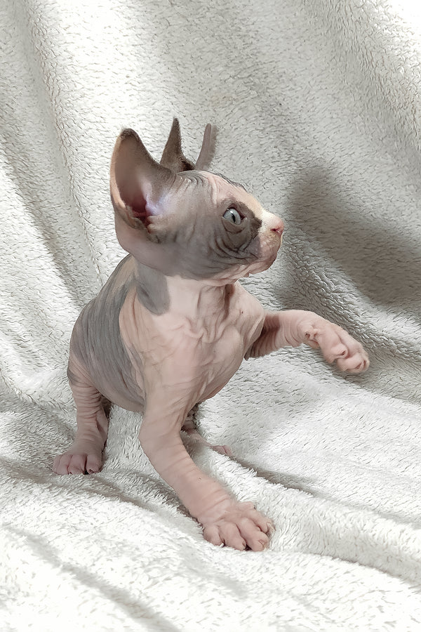 Athena | Canadian Sphynx Kitten