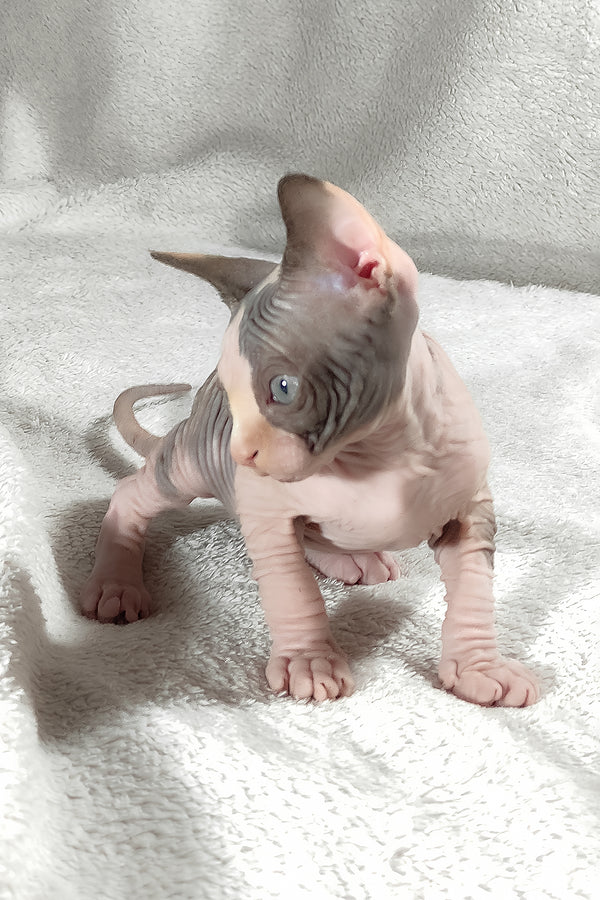 Athena | Canadian Sphynx Kitten