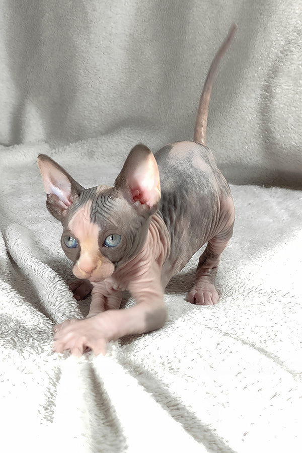 Athena | Canadian Sphynx Kitten