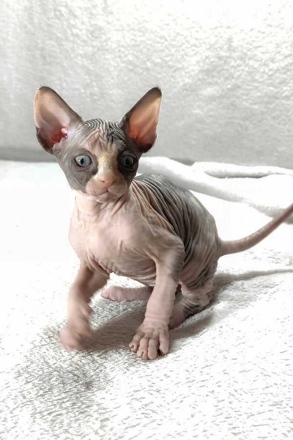 Athena | Canadian Sphynx Kitten