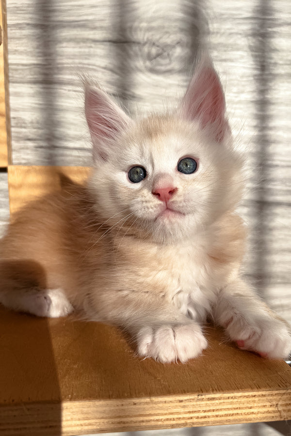 Peter | Maine Coon Kitten
