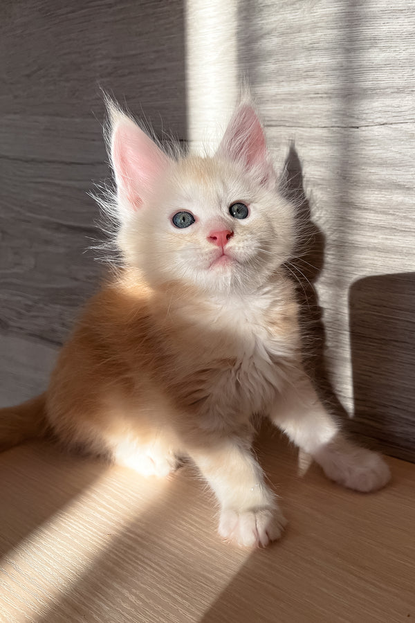 Peter | Maine Coon Kitten