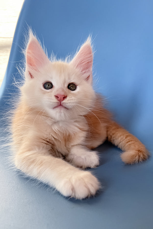 Peter | Maine Coon Kitten