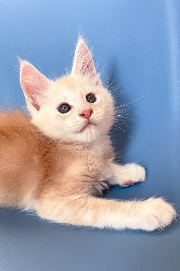 Peter | Maine Coon Kitten