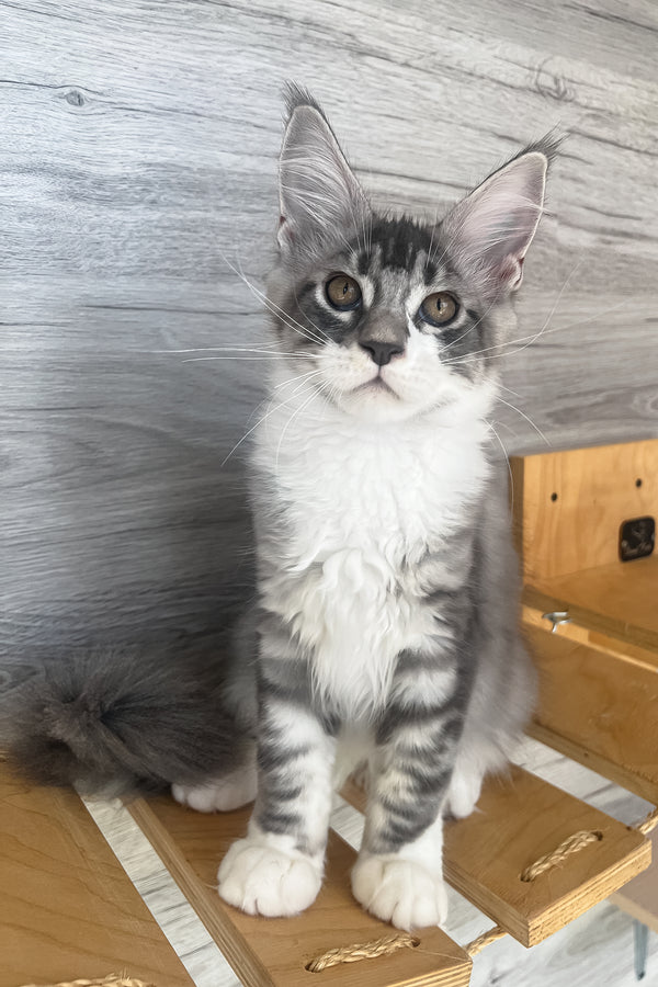 Mercury | Maine Coon Kitten