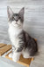 Mercury | Maine Coon Kitten
