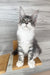 Mercury | Maine Coon Kitten