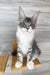 Mercury | Maine Coon Kitten