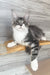 Mercury | Maine Coon Kitten